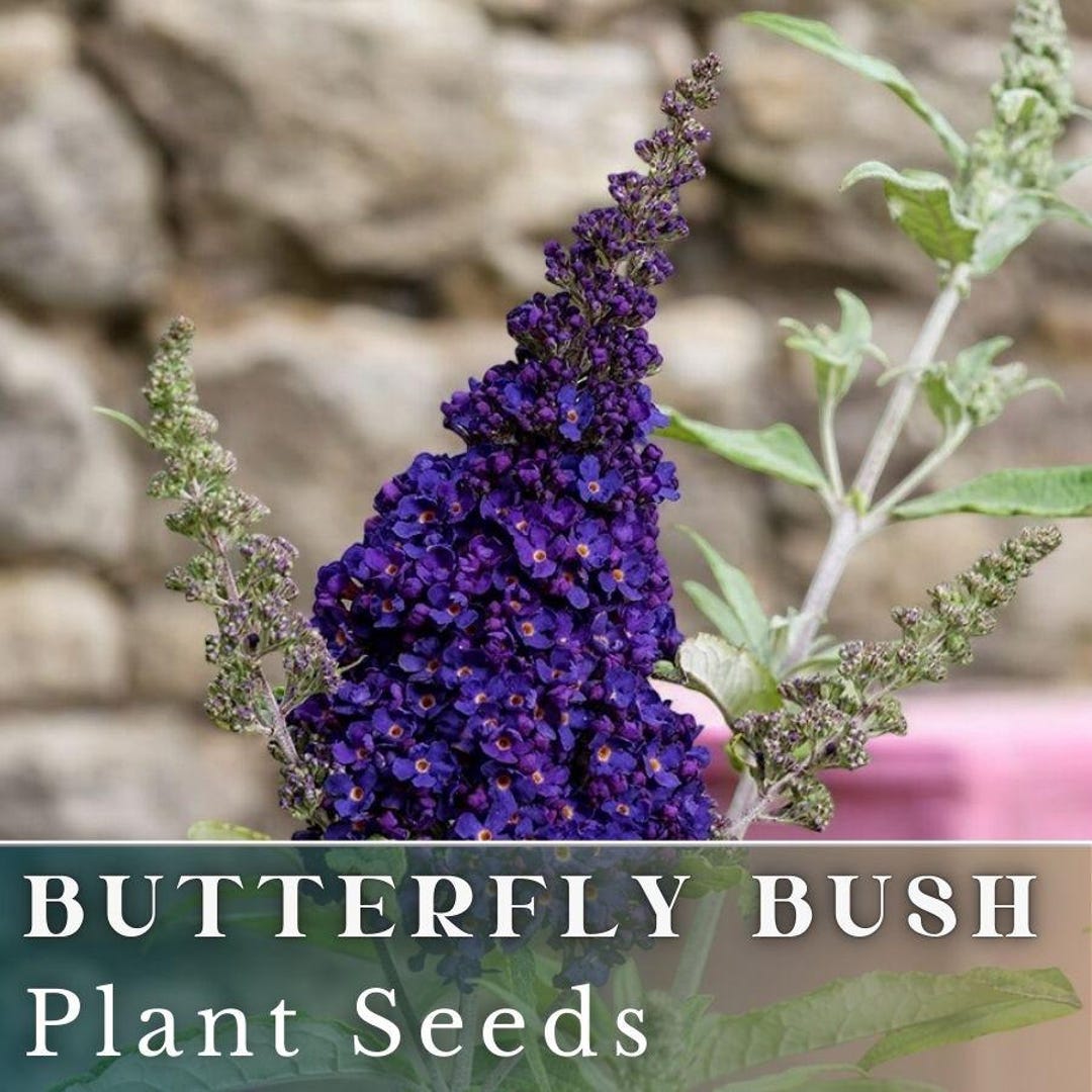 Buddleja Fragrant Navy Night - Garden Seeds - Butterfly Bush (buddleia Davidii ...