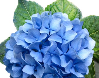 Hydrangea Seeds 65 Seeds Perennial Hardy Garden Shrub Bloom Flower Seed Flowers