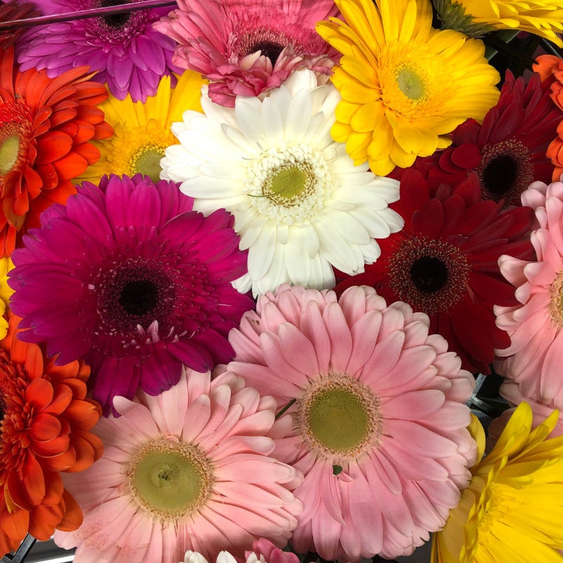 Gerbera Daisy Seeds 50 Seeds Daisy Mum Flower, Flower Seeds, Annual Seeds, Bulk Seeds, Wholesale