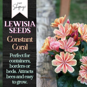 Constant Coral Lewisia Seeds 35+ Seeds Flower, Flower Seeds, Annual Seeds, Bulk Seeds Heirloom Seeds