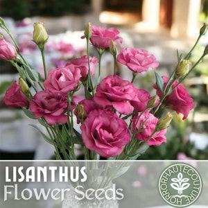 Lisianthus Seeds - 100 Seeds - Rose -  Garden Bloom Flower Seed Flowers Garden Seeds Cut Flower Gifts