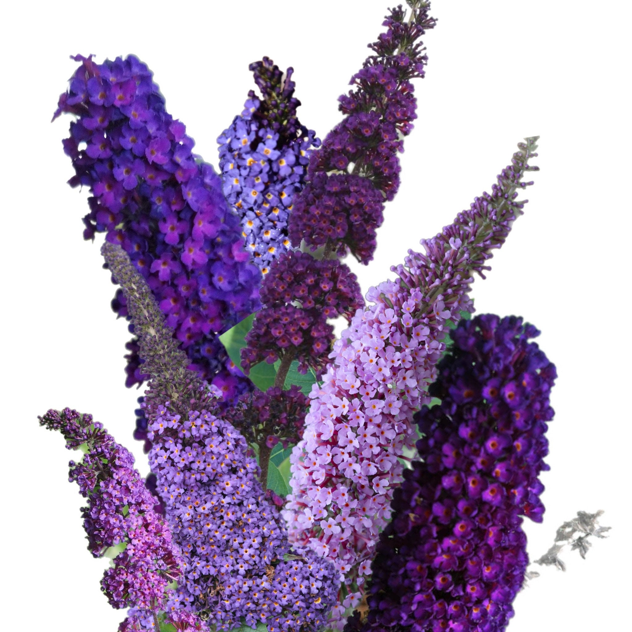 Buddleja Fragrant Butterfly Bush (buddleia Davidii) - Fragrant - 250 Seeds - Etsy