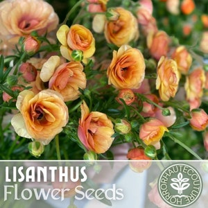 Lisianthus Seeds - 100 Seeds - Sunset -  Garden Bloom Flower Seed Flowers Garden Seeds Cut Flower Gifts