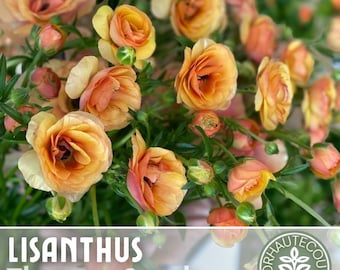 Lisianthus Seeds - 100 Seeds - Sunset -  Garden Bloom Flower Seed Flowers Garden Seeds Cut Flower Gifts