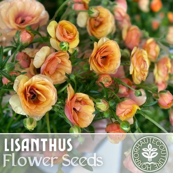 flower seed mixes Organic Wildflower Seeds  'Rainbow Blooms'