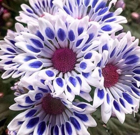 Blue White Mum Chrysanthemum Seeds 400 Seeds 1/2ounce 1 Etsy