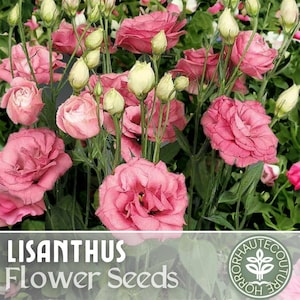 Lisianthus Seeds - 100 Seeds - Rose -  Garden Bloom Flower Seed Flowers Garden Seeds Cut Flower Gifts