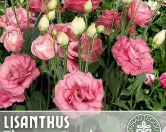 Lisianthus Seeds - 100 Seeds - Rose -  Garden Bloom Flower Seed Flowers Garden Seeds Cut Flower Gifts