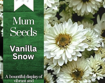 Vanilla Snow Mum Chrysanthemum Seeds 200+ Seeds Mum Flower, Flower Seeds, Annual Seeds, Bulk Seeds, Wholesale
