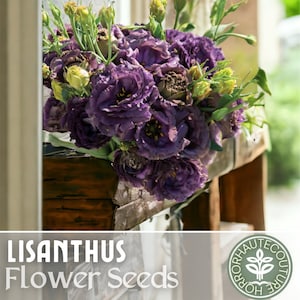 Lisianthus Seeds - 100 Seeds - Pearl Black -  Garden Bloom Flower Seed Flowers Garden Seeds Cut Flower Gifts