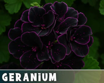 Può includere: Primo piano di un gruppo di fiori di geranio viola scuro e neri con un bordo viola vibrante. I petali hanno piccole macchie viola. L'immagine include il testo "GERANIUM FLOWER SEEDS" in lettere bianche.
