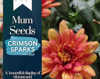 Crimson Sparks Mum Chrysanthemum Seeds 200+ Seeds Mum Flower, Flower Seeds, Annual Seeds, Bulk Seeds, Wholesale