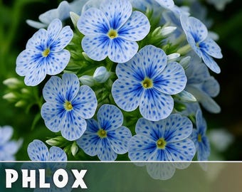 May include: Close-up of a cluster of blue phlox flowers with white speckles and yellow centers. The flowers are in full bloom, with green foliage in the background. The text "PHLOX FLOWER SEEDS" is displayed at the bottom of the image.