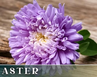 Lavender Fantasy Aster Seeds 100+ Seeds, - Heirloom Seeds, Cut Flowers, Callistephus Seeds, Non-GMO, Flower Seeds, Flower Seeds Bulk