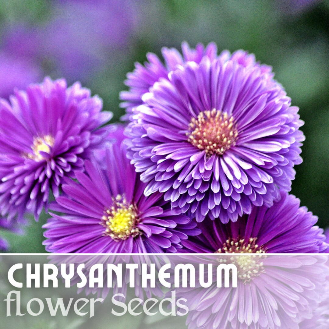 Precious Heather Mum Chrysanthemum Seeds 200 Seeds Mum Flower, Flower