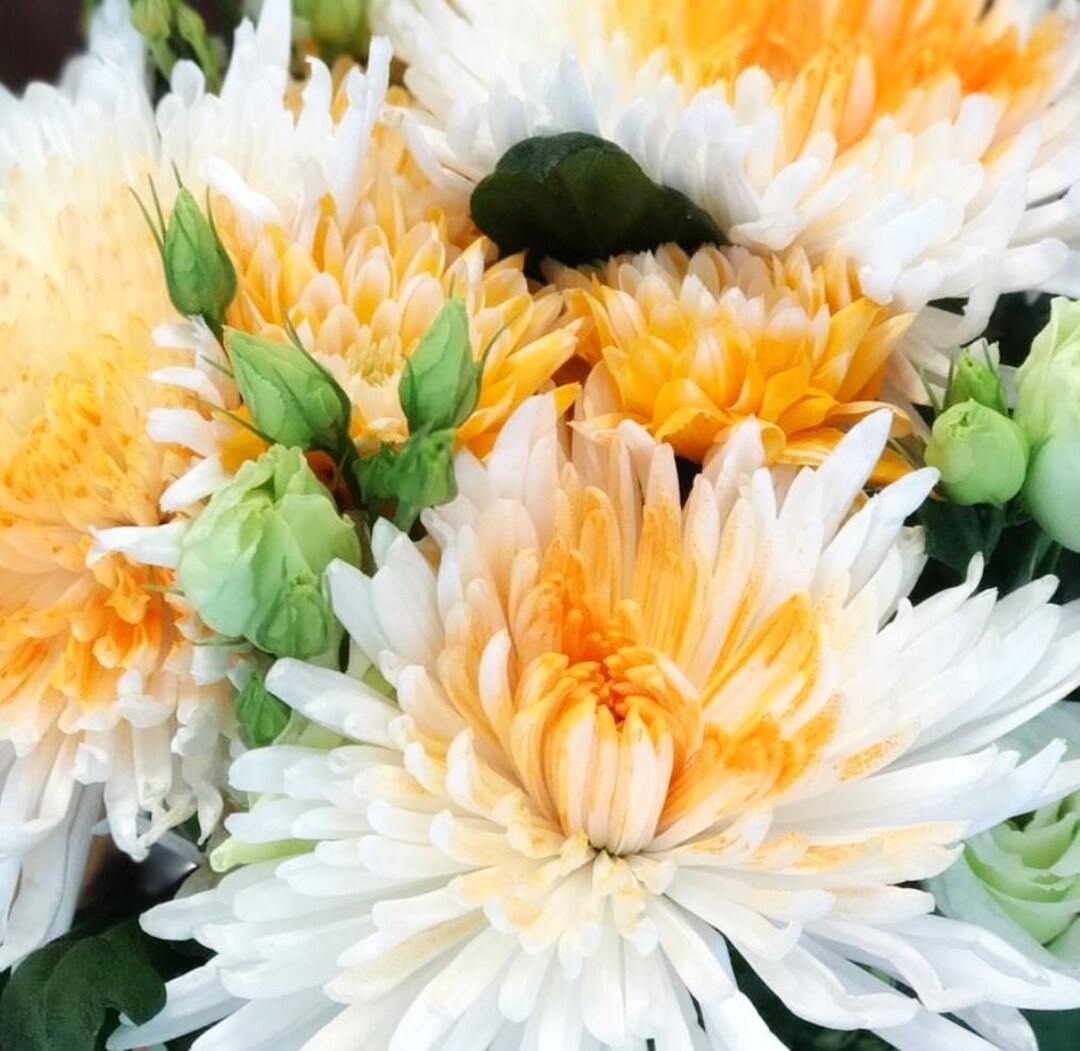 Orange White Mum Chrysanthemum Seeds 200 Seeds Mum Flower, Flower Seeds