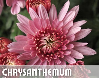Ayslee Pink Mum Chrysanthemum Seeds 200+ Seeds Mum Flower, Flower Seeds, Annual Seeds, Bulk Seeds, Wholesale