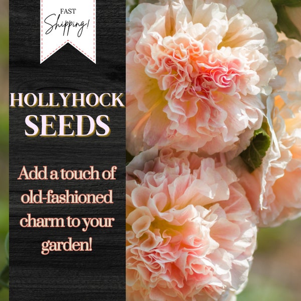 Hollyhock Seeds, Heirloom Seeds, Alcea Rosea, Flowers Perennial Flowers Seed 45+ Seeds Garden Plant Biennial