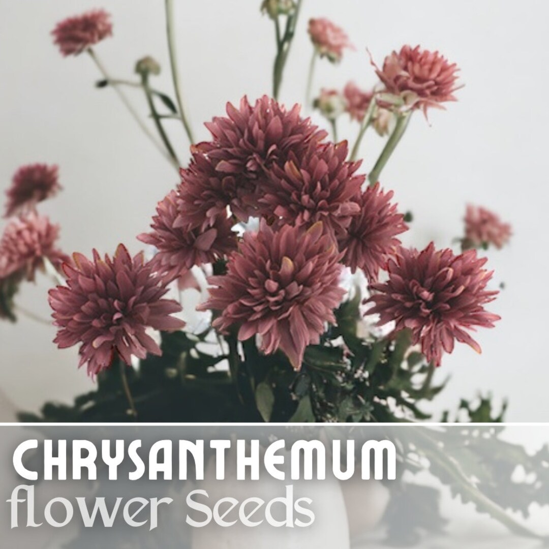Citrus Glow Mum Chrysanthemum Seeds – 200+ Seeds, Fresh Flower Seeds For Planting