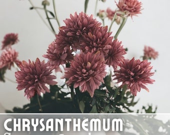 Rose Noir Mum Chrysanthemum Seeds 200 + Seeds Mum Flower, Flower Seeds, Annual Seeds, Bulk Seeds, Wholesale