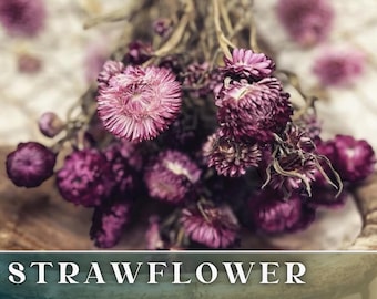 Noble Indigo Strawflower Seeds 100+ Seeds, - Heirloom Seeds, Cut Flowers, Helichrysum Seeds, Non-GMO, Flower Seeds, Flower Seeds Bulk