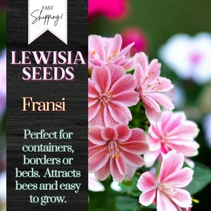 Fransi Lewisia Seeds 35+ Seeds Flower, Flower Seeds, Annual Seeds, Bulk Seeds Heirloom Seeds