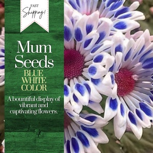 Blue White Mum Chrysanthemum Seeds 200+ Seeds Mum Flower, Flower Seeds, Annual Seeds, Bulk Seeds