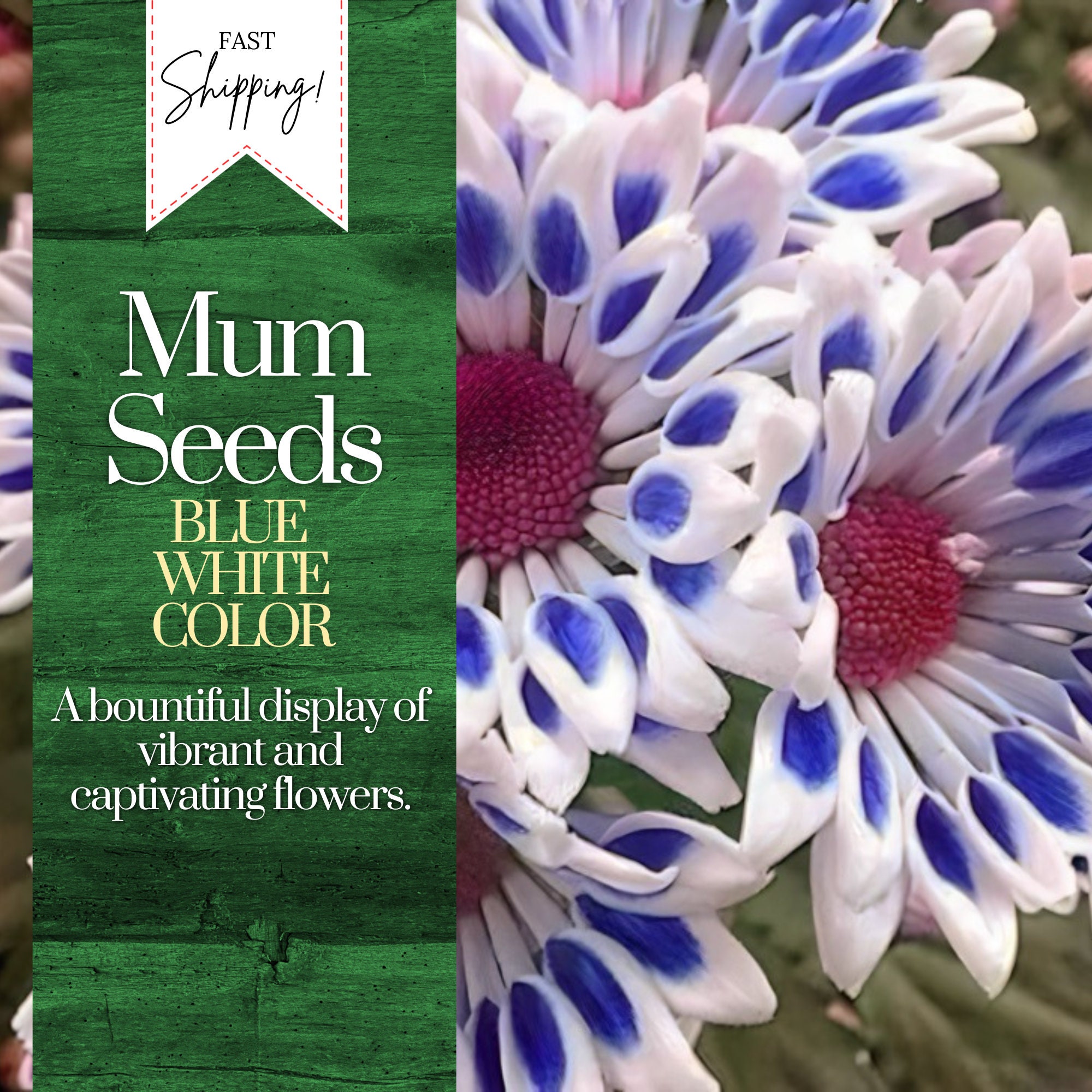 Blue White Mum Chrysanthemum Seeds 200 Seeds Mum Flower, Flower Seeds