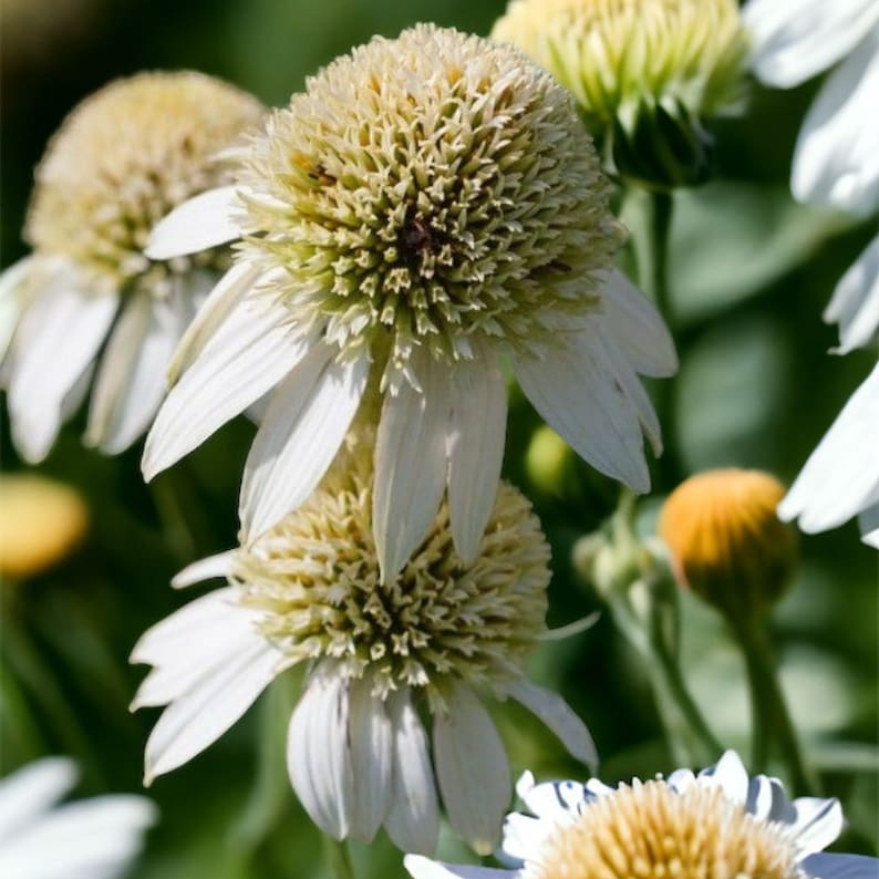 Pu&ograve; includere: Primo piano di echinacee bianche con centri marroni. I fiori hanno petali delicati e sono in piena fioritura.