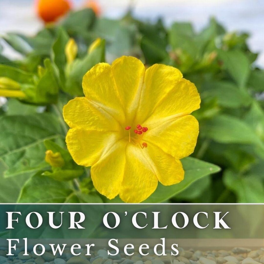 Four O'clock Seeds 55+ Seeds Flower, Flower Seeds, Annual Seeds, Bulk ...