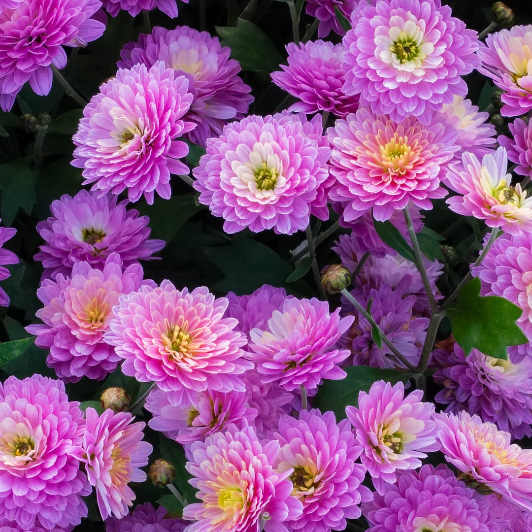 Orchid Delight Mum Chrysanthemum Seeds 200 Seeds Mum Flower, Flower