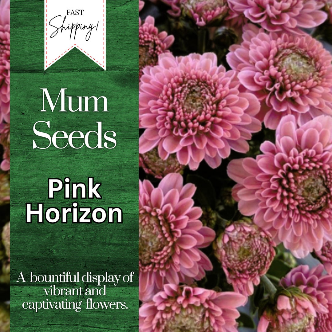 Pink Horizon Mum Chrysanthemum Seeds 200 Seeds Mum Flower, Flower Seeds