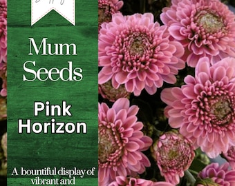 Pink Horizon Mum Chrysanthemum Seeds 200+ Seeds Mum Flower, Flower Seeds, Annual Seeds, Bulk Seeds, Wholesale