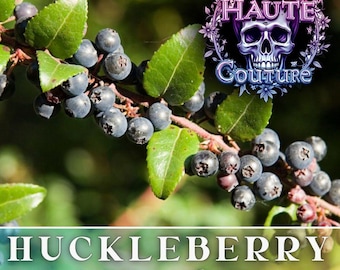 125+ Huckleberry Seeds -Dusk- Fragrant - Fresh Fruit Seeds Non GMO, Annual Seeds, Bulk Seeds, Wholesale