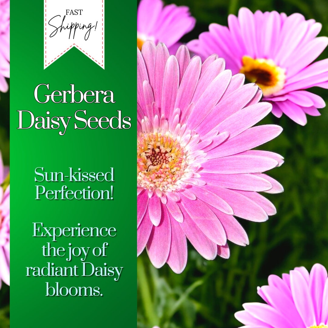 Gerbera Daisy Seeds 50 Seeds Daisy Mum Flower, Flower Seeds, Annual