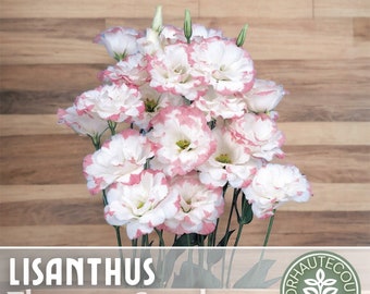 May include: Lisanthus Flower Seeds. A bouquet of white flowers with pink edges.