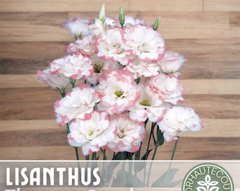 Lisianthus Seeds - 100 Seeds - Blush -  Garden Bloom Flower Seed Flowers Garden Seeds Cut Flower Gifts