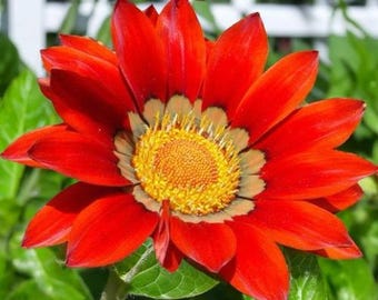 MPB#12 Gazania Seeds New Day Orange Gazania Linearis 15 Thru