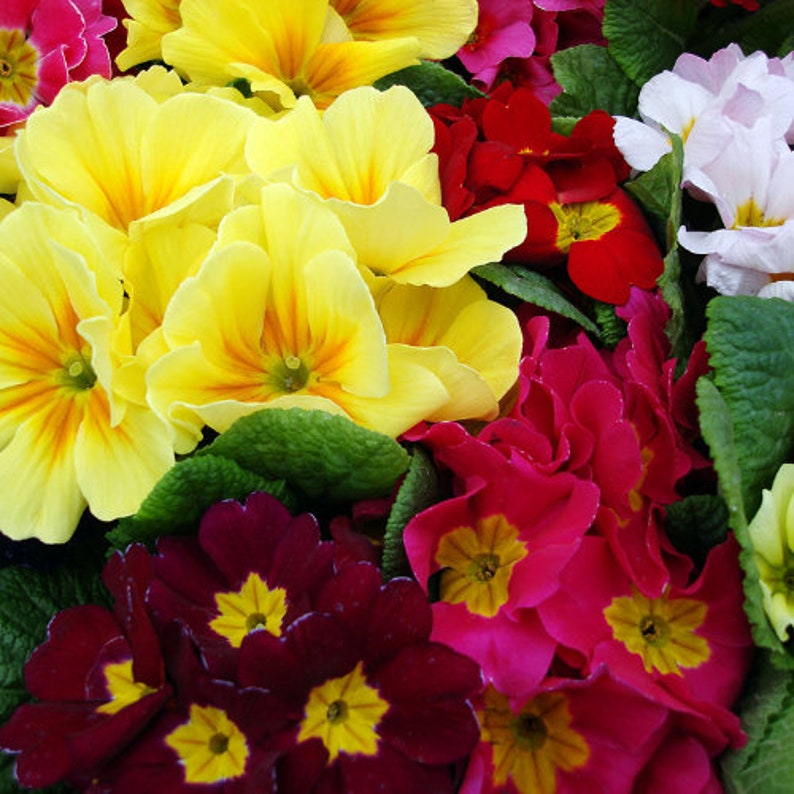 BookishAndBlossoms Primrose Seeds