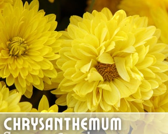 Gold Glamour Mum Chrysanthemum Seeds 200+ Seeds Mum Flower, Flower Seeds, Annual Seeds, Bulk Seeds, Wholesale