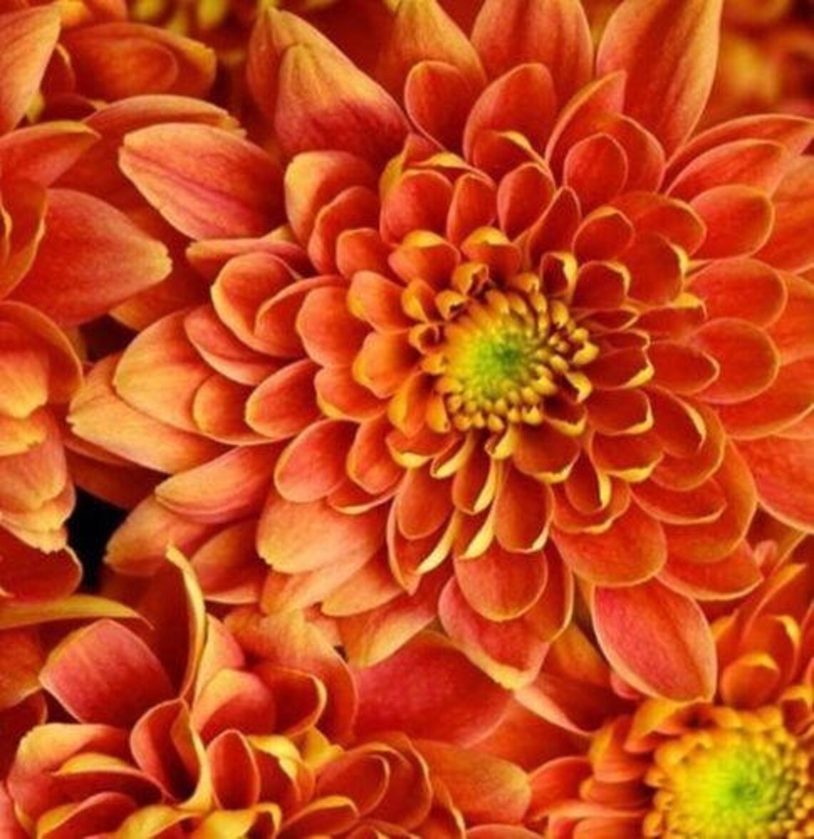 Orange Yellow Mum Chrysanthemum Seeds 200 Seeds Mum Flower, Flower
