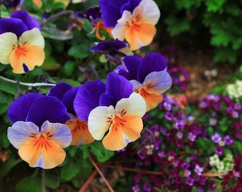 Pansy Seeds (Viola) - Fragrant - 150 Seeds