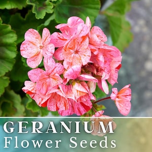 May include: Close-up of pink and white geranium flowers with red speckles. GERANIUM Flower Seeds text is at the bottom of the image.