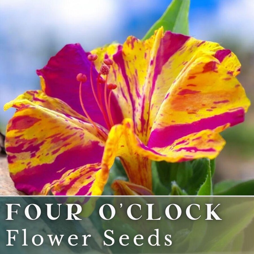 Four O'clock Seeds 55+ Seeds Flower, Flower Seeds, Annual Seeds, Bulk ...