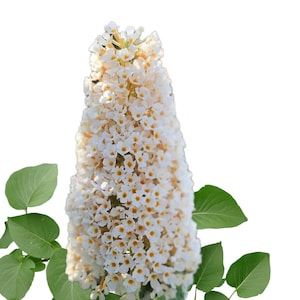 Butterfly Bush (Buddleia Davidii) - Fragrant - 250 Seeds