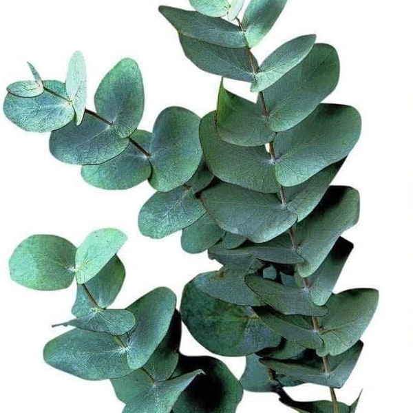 275 Eucalyptus Seeds, USA Seller Free Shipping Seeds Fragrant
