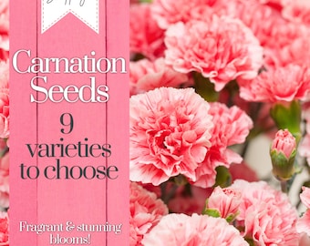 Carnation Seeds 250+ Seeds Flower, Flower Seeds, Annual Seeds, Bulk Seeds, Wholesale Fragrant Blooms