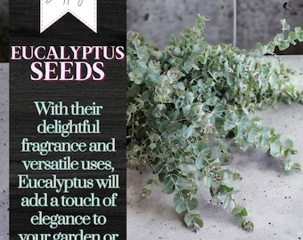 275 Eucalyptus Seeds, USA Seller Free Shipping Seeds Fragrant