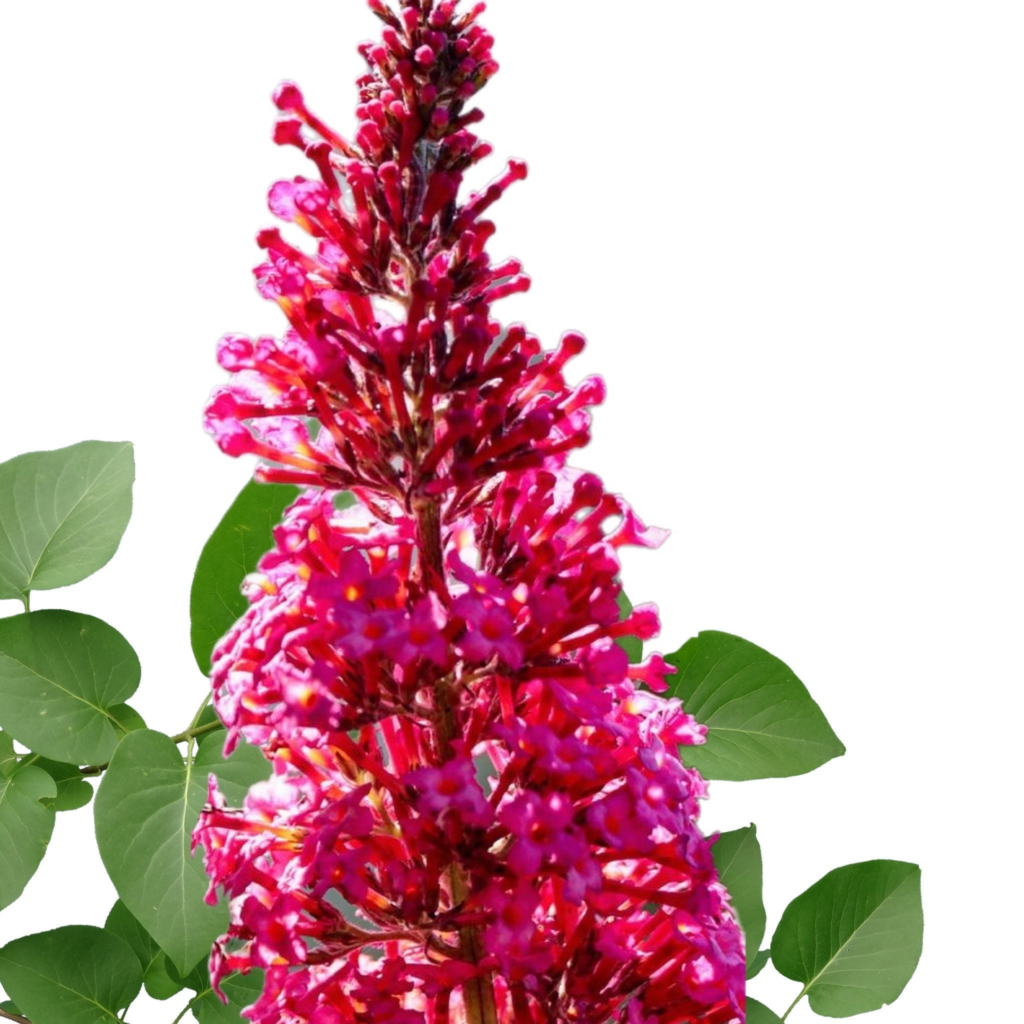 Buddleja Fragrant Butterfly Bush (buddleia Davidii) - Fragrant - 250 Seeds - Etsy