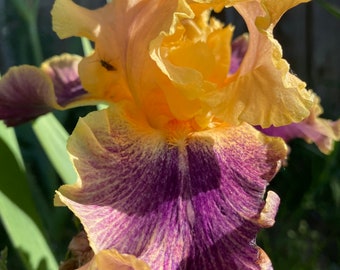 Spendthrift - Tall Bearded Iris Rhizome - Iris Plant, Bearded iris bulbs, Cleaned